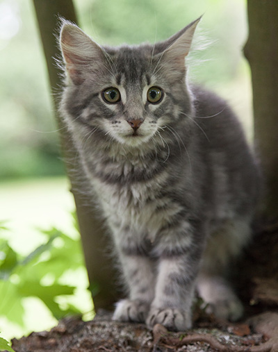 Mowgli - 12 weeks old