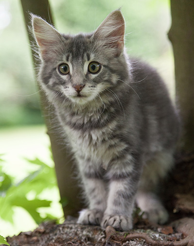 Mowgli - 12 weeks old