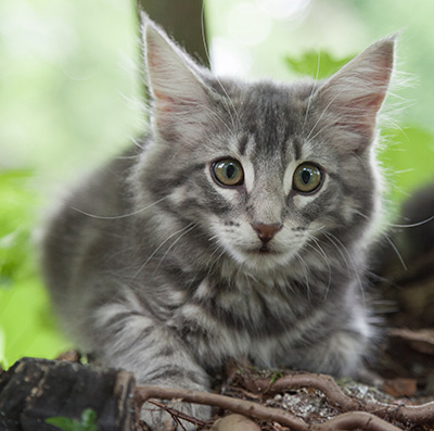 Mowgli - 12 weeks old