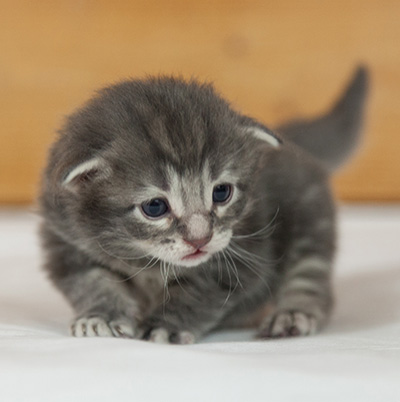 Mowgli - 3 weeks old