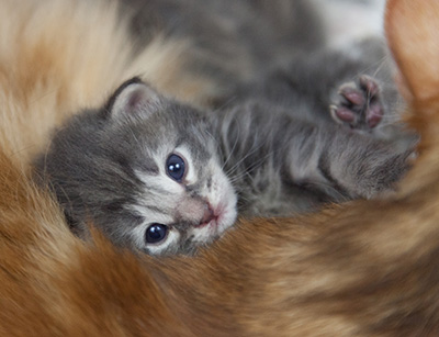 Mowgli - 3 weeks old