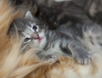 Mowgli - 3 weeks old
