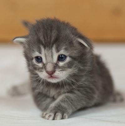 Mowgli - 3 weeks old
