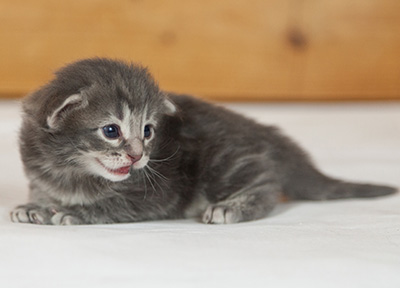 Mowgli - 3 weeks old