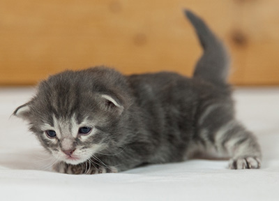 Mowgli - 3 weeks old