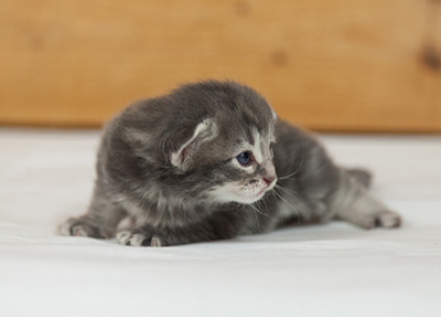 Mowgli - 3 weeks old