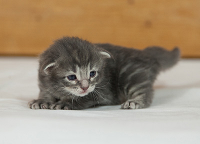 Mowgli - 3 weeks old