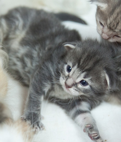 Mowgli - 3 weeks old