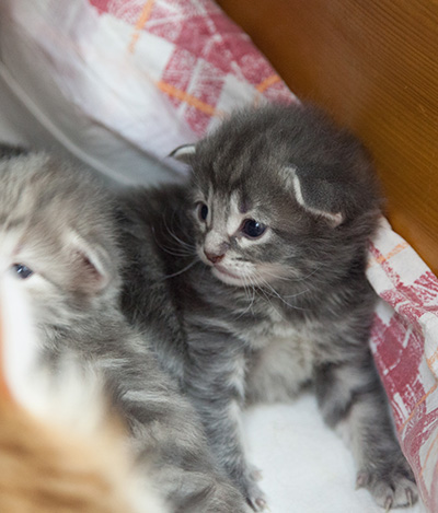Mowgli - 3 weeks old
