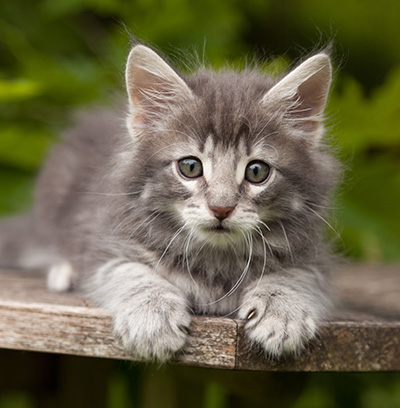 Mowgli - 7 weeks old