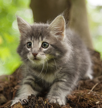 Mowgli - 7 weeks old