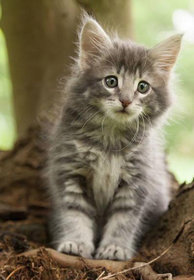 Mowgli - 7 weeks old