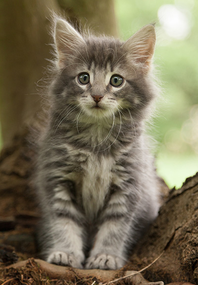 Mowgli - 7 weeks old