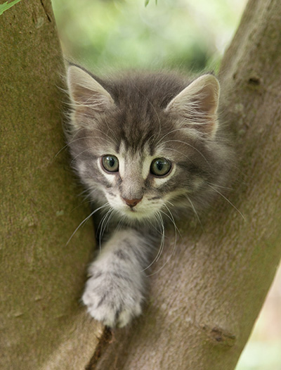 Mowgli - 7 weeks old