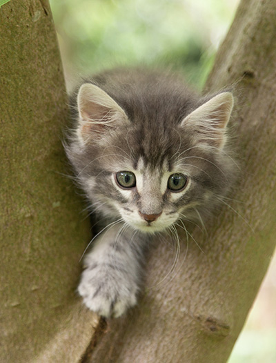 Mowgli - 7 weeks old