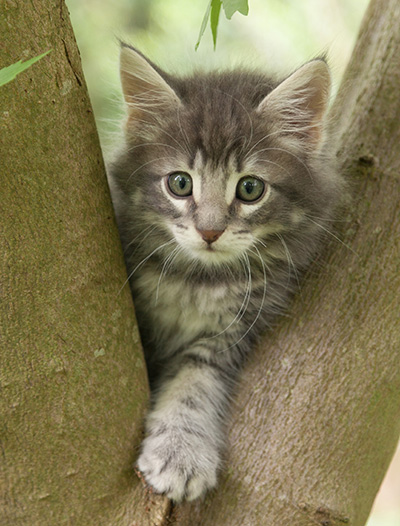 Mowgli - 7 weeks old