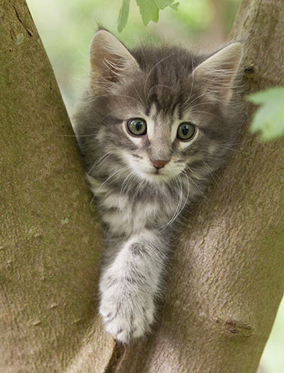 Mowgli - 7 weeks old