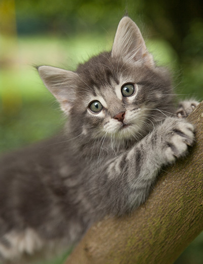 Mowgli - 7 weeks old