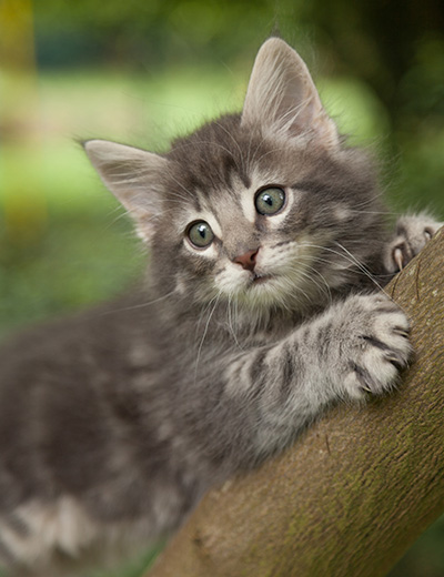 Mowgli - 7 weeks old