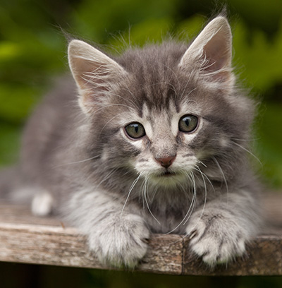 Mowgli - 7 weeks old