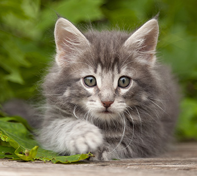 Mowgli - 7 weeks old