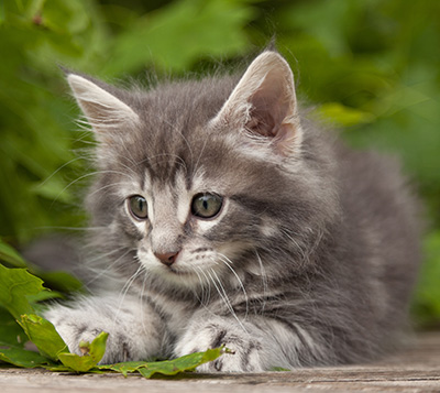 Mowgli - 7 weeks old