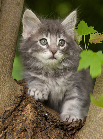 Mowgli - 7 weeks old