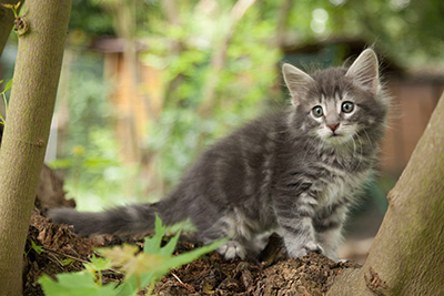 Mowgli - 7 weeks old