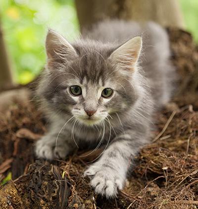 Mowgli - 7 weeks old