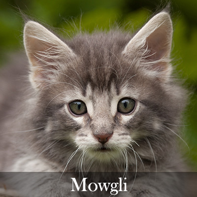 Mowgli