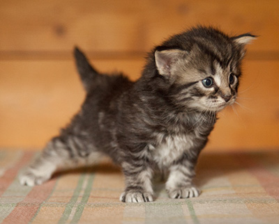Judy - 3 weeks old