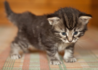 Judy - 3 weeks old