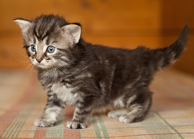 Judy - 3 weeks old