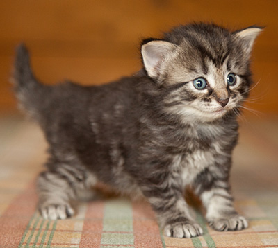 Judy - 3 weeks old