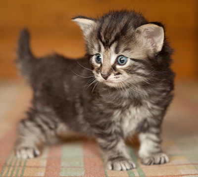 Judy - 3 weeks old