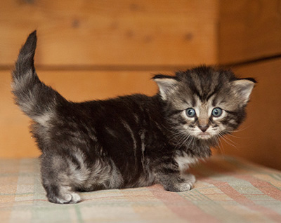 Judy - 3 weeks old