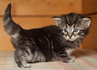 Judy - 3 weeks old