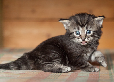 Judy - 3 weeks old