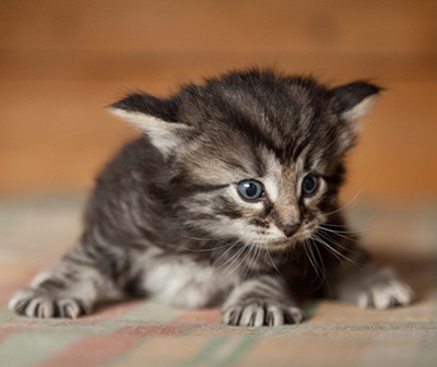 Judy - 3 weeks old