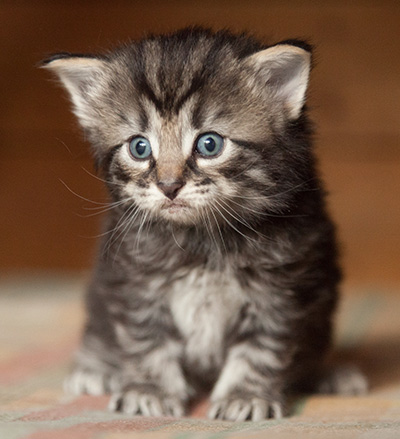 Judy - 3 weeks old