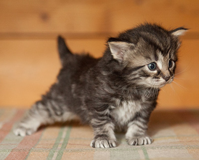 Judy - 3 weeks old