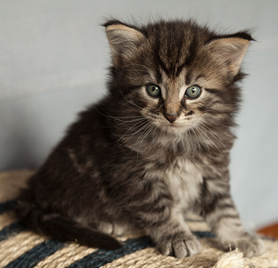 Judy - 4 weeks old