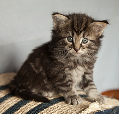 Judy - 4 weeks old