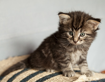 Judy - 4 weeks old