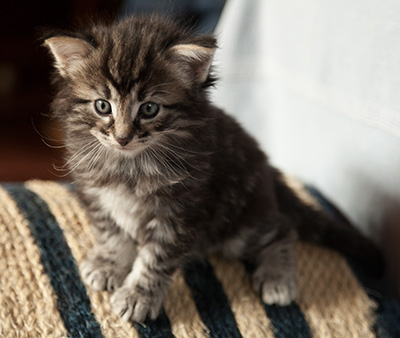 Judy - 4 weeks old