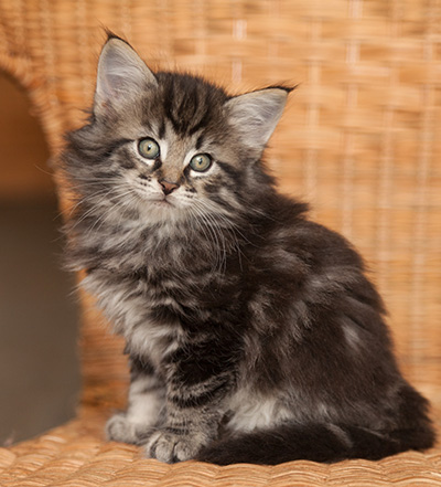 Judy - 7 weeks old