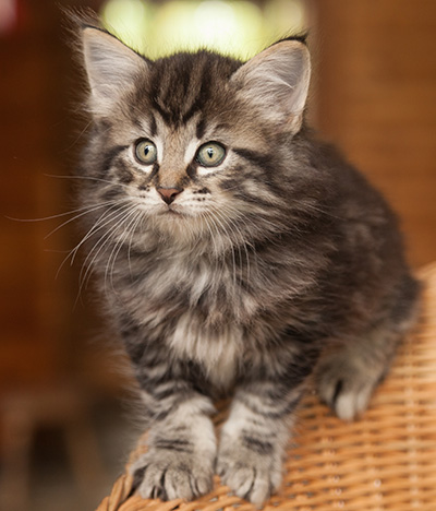 Judy - 7 weeks old