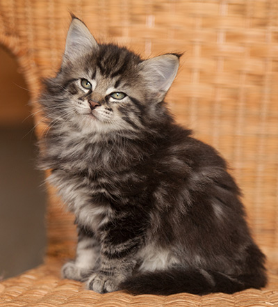 Judy - 7 weeks old
