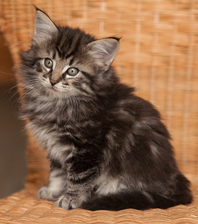 Judy - 7 weeks old