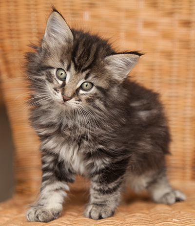 Judy - 7 weeks old
